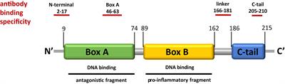Cleavage of HMGB1 by <mark class="highlighted">Proteolytic Enzymes</mark> Associated with Inflammatory Conditions